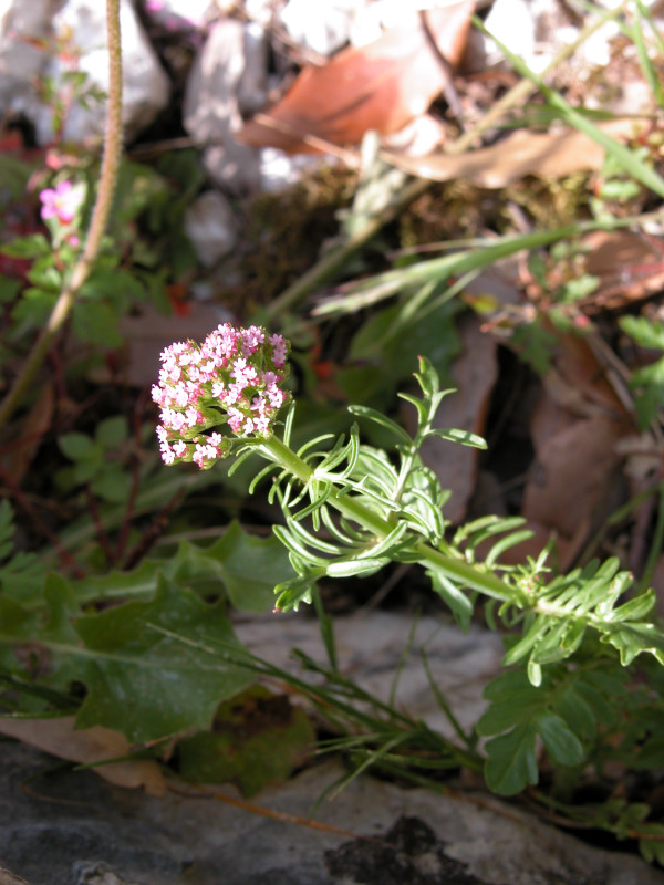 Centranthus calcitrapa